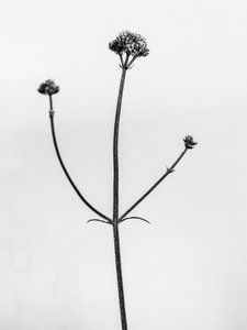 Amid the Flowers 11