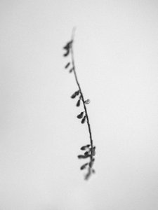 Amid the Flowers 22, 2021