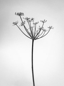 Amid the Flowers 29, 2021