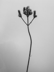 Amid the Flowers 3