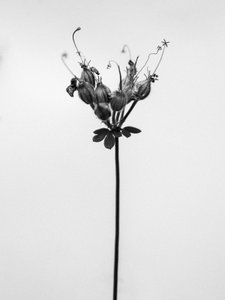 Amid the Flowers 42