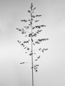 Amid the Flowers 46, 2021