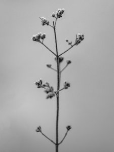Amid the Flowers 4, 2021