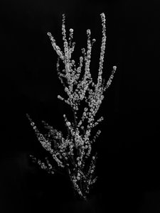 Amid the Flowers 56