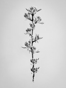 Amid the Flowers 59