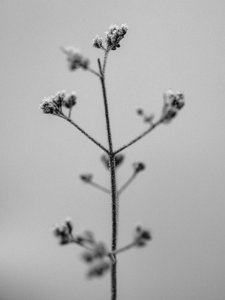 Amid the Flowers 5