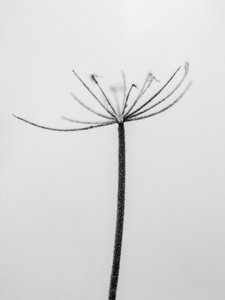 Amid the Flowers 6, 2021