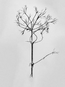Amid the Flowers 77
