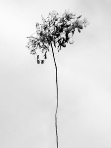 Amid the Flowers 78, 2021