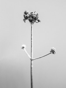 Amid the Flowers 7