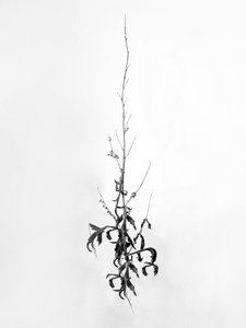 Amid the Flowers 80