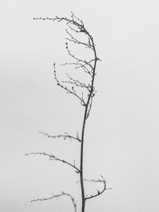 Amid the Flowers 8, 2021