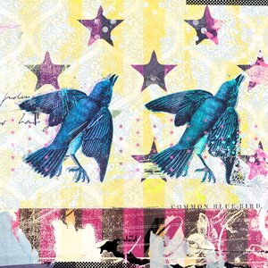 Birds in Serie