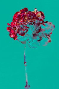 Hydrangea