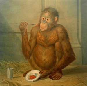 Orangutan Eating Strawberries
