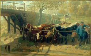 Thirsty Cows