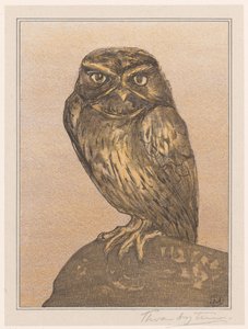 Little Owl on Rock