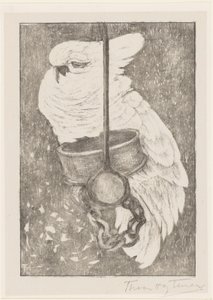 White Cockatoo