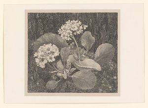 Primula in the Moss (Flower Studies) by Theo van Hoytema