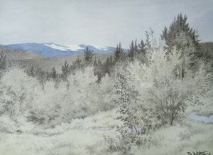Far Far Away in the Forest