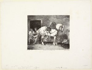 A Horse Being Shod