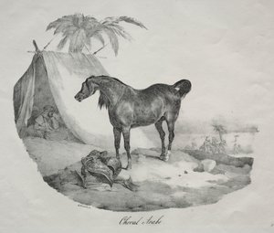 Arabian Horse