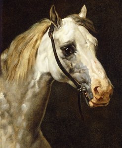 Head of a Piebald Horse