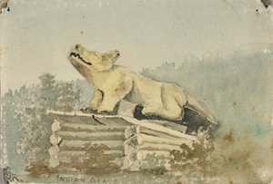 Indian Grave. Wolf Totem over Medicine Man Grave, Wrangell by Theodore J. Richardson