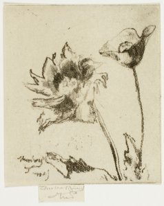 Two Flowers