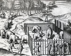 Elephant hunting in kingdom of Pegu, now Myanmar, engraving by Theodor de Bry by Theodore de Bry