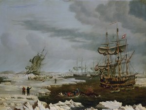 Hull Whalers in the Arctic