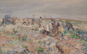 In the potato field