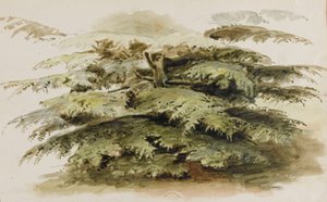 A Study of a Cedar Tree at Merton