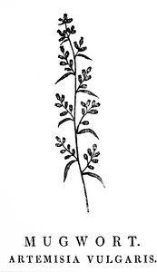 A Woodblock Engraving Depicting a Sprig of Mugwort by Thomas Bewick
