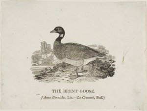 Brent Goose by Thomas Bewick