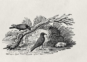 Crows (Corvus corone corone) from the 