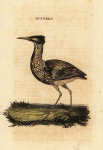Eurasian bittern or great bittern, Botaurus stellaris