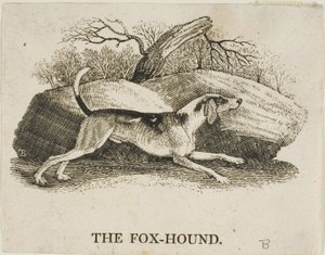 Fox Hound