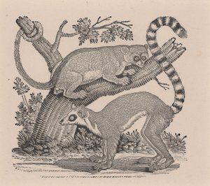 Two Lemurs, from 
