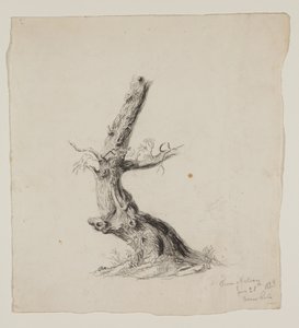 Gnarled Tree Trunk with Leafy Branches