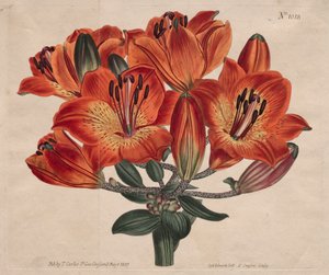 The Botanical Magazine or Flower Garden Displayed: Umbel-Flowering Bulb-Bearing Orange-Lily