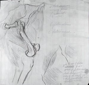 Anatomical Drawing by Thomas Eakins