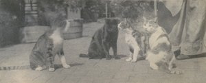 Four Cats, ca. 1895 by Thomas Eakins