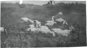 Geese at the Site of Mending the Net, Gloucester, N.J., 1881