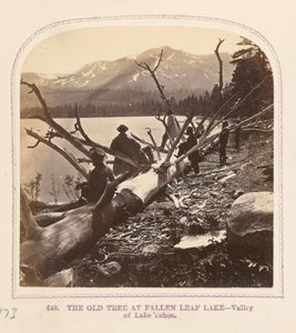The Old Tree at Fallen Leaf Lake