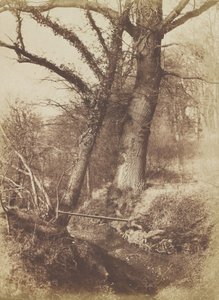 Trees