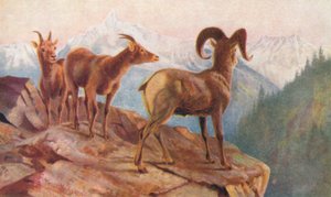 Mountain Sheep at Home