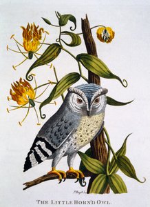 Little Horned Owl, from 