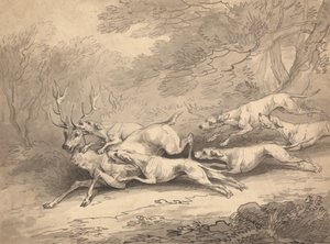 Stag Brought Down by a Pack of Dogs
