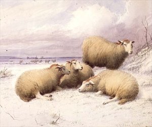 Sheep in the Snow